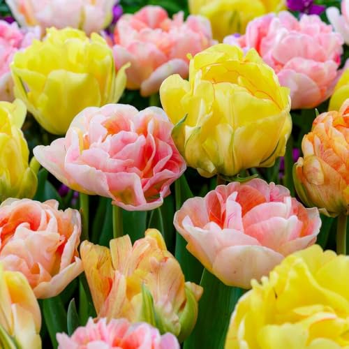 Bulbos de tulipán Colección Pastel (25 piezas) mezcla exclusiva de tulipanes de Holanda, resistentes y perennes para jardín, macetas, balcón (grandes, sin semillas, no artificiales)
