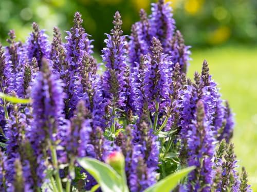 Image of Antinium Flower Seeds - Easy-to-Grow Tropical Indoor & Outdoor Plant, Vibrant Long-Lasting Blooms, Quality Seeds for Gardening (Pack Of 100+ Seed)