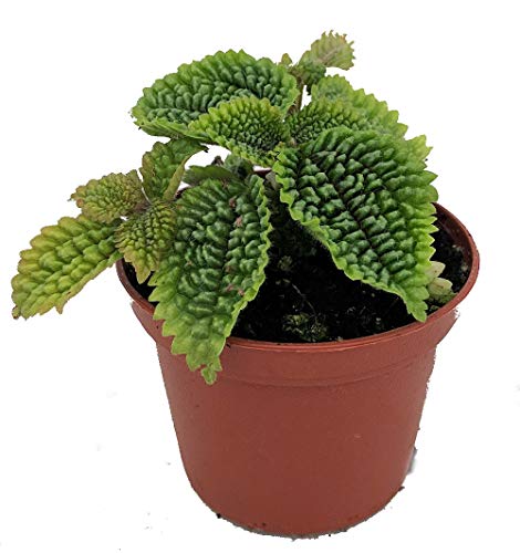 Moon Valley Plant - Pilea mollis - Vibrant & Unique Houseplant - 2" Pot