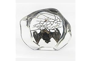Real Bat in Resin