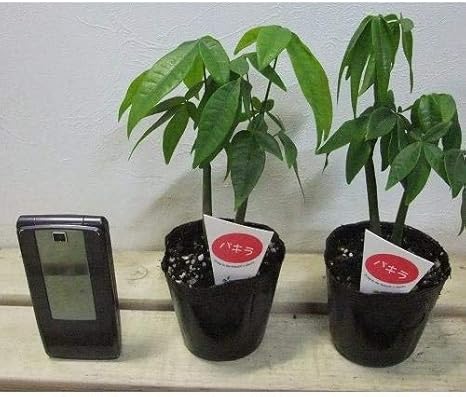 Amazon プランツネット Plants Net 観葉植物 パキラ 実生 2本植え 2 5号 K 24入 プール ホットタブ 屋外サウナ Amazon プランツネット Plants Net 観葉植物 パキラ 実生 2本植え 2 5号 K 24入 プール ホットタブ 屋外サウナ