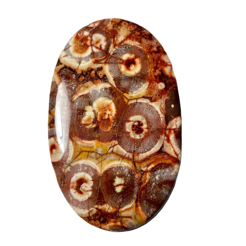 Gemme jaspe œil d'oiseau naturel 77x48x6mm cabochon de bijoux