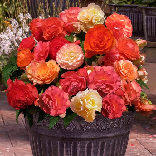 Begonia Heaven Scent x 10 Tubers