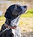 Jack & Russell Exklusives Hundehalsband aus Leder mit geschnitzten Blumenmustern/Ornamenten – Halsband aus Büffelleder – gepolstertes Hunde Lederhalsband Abey (XL (46,0-58,0cm)