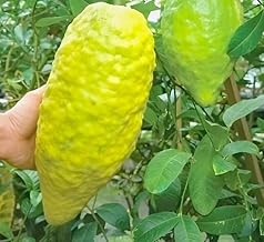 REMASLARIC-Big Size King Of Fragrance Kaffir Lime Gandharaj Lemon Fruit Healthy Hybrid live Plant Tree || For Home Garden Outdoor & Indoor
