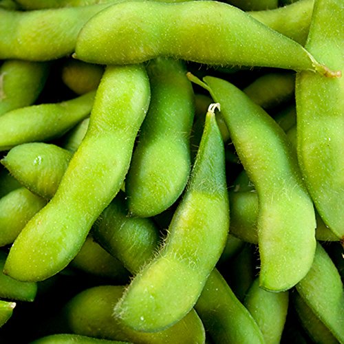 Edamame Midori gigante de soja | Certified Organic | 35 semillas frescas