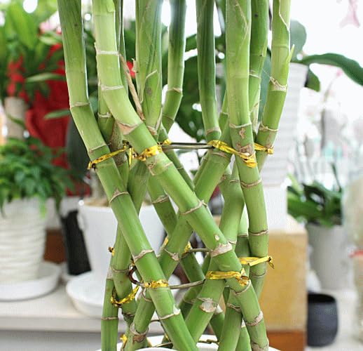 Swarovski ミリオンバンブー 13a8c13969b48365d7b740fd0943a0