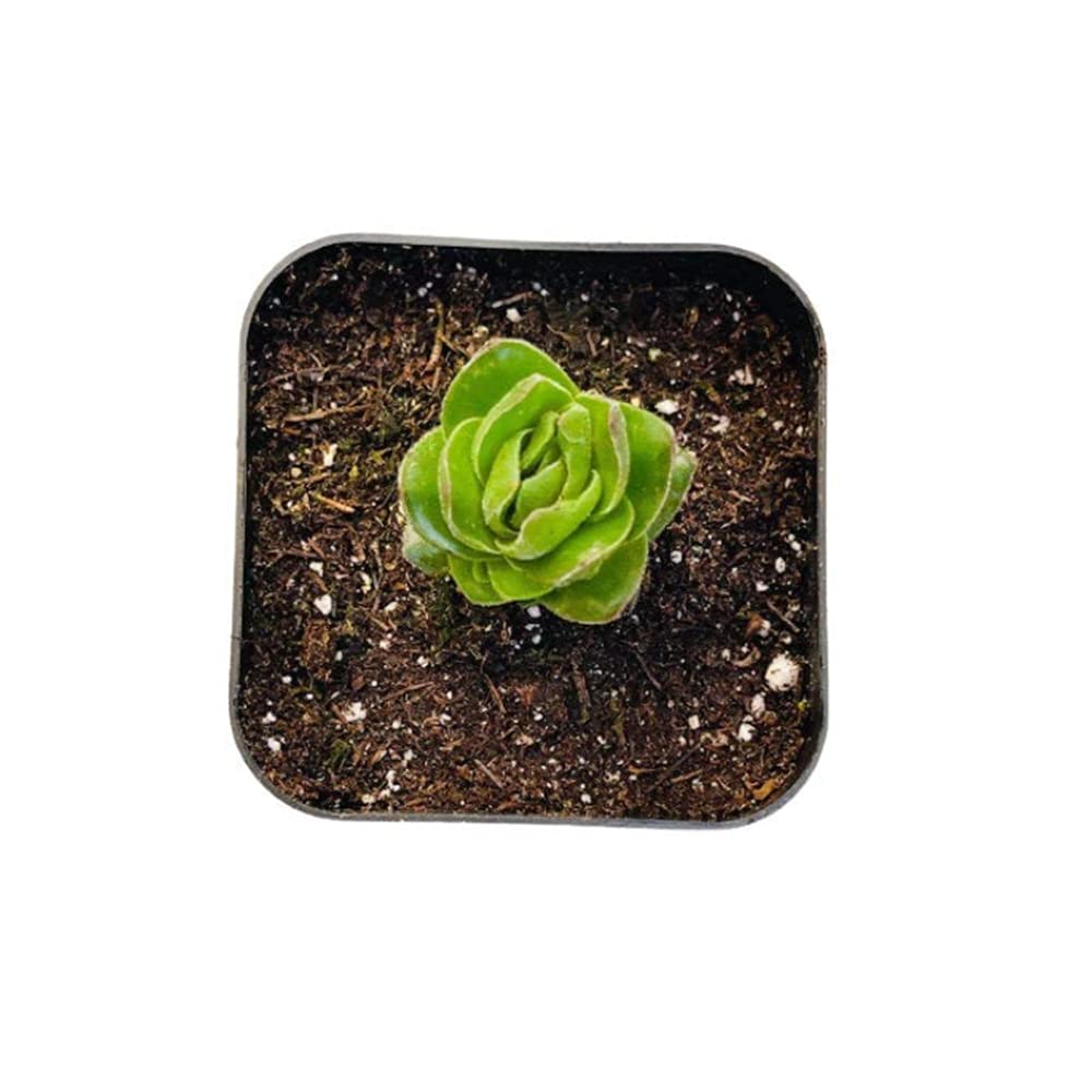 Live Succulent Plants Crassula Plants (2" Pot Buddha Temple)