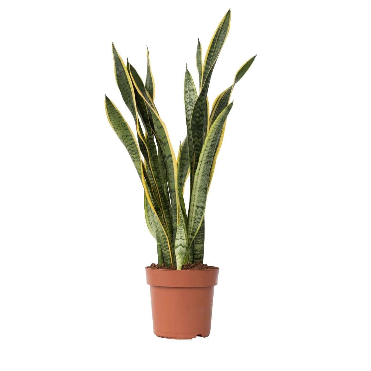 Plant in a Box - Sansevieria Laurentii - Maceta 21cm - Altura 65-75cm
