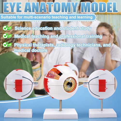 Image of 2Pack Eye Anatomy Model, 6X Enlarged Eyeball Model, Human Eye Anatomical Model for Science Education Students Study Display Medical Teaching, with Removable Stand