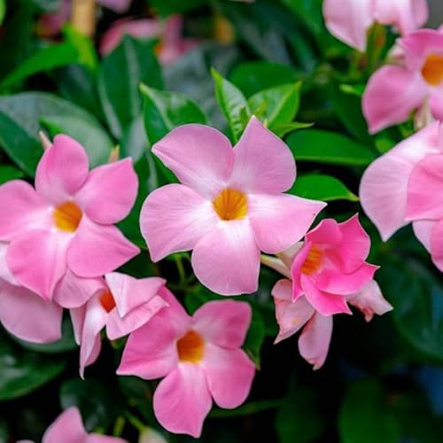 2 Light Pink Mandevilla Live Plants, Mandevilla Flowering Vines Trellis, 4-9 Inch Tall Plants for Hanging Baskets, Container and Garden Growing