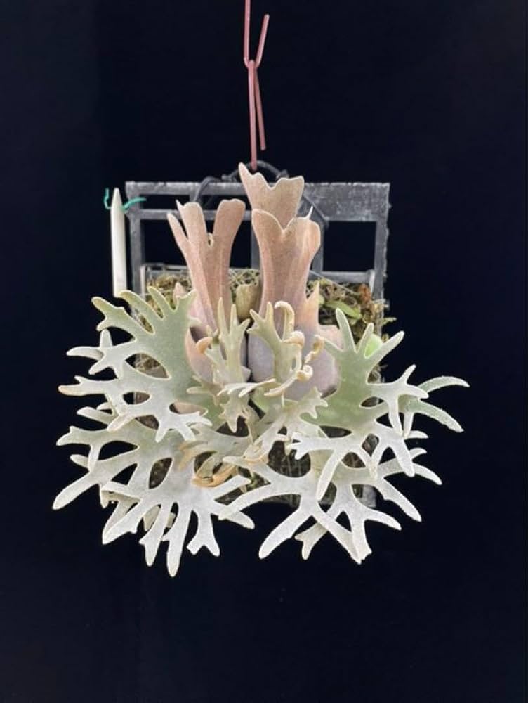 Amazon.co.jp: ビカクシダ 