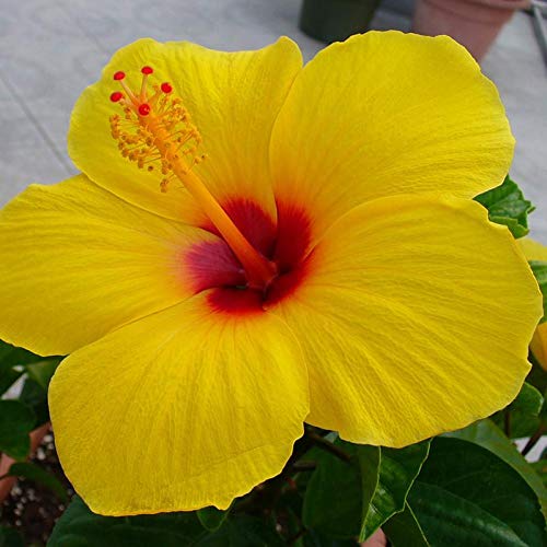Mphmi Plants Hibiscus Yellow Hybrid Plant Double Color - Flowering Plants Flowers Garden Live Plant Nursery Indoor Outdoor Living Plants (B095H9Z521) Amazon Price History, Amazon Price Tracker