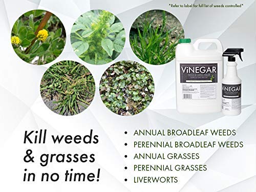 Amazon.com : Energen Carolina LLC 578 Vinegar Weed & Grass Killer Approved  for Organic Production Pet Safe Glyphosate Free Herbicide, Gallon 1, Yellow  : Patio, Lawn & Garden