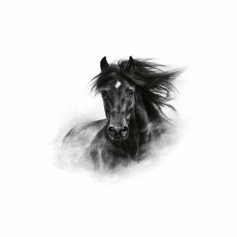HOQIU Black And White Pictures Black Wild Horse canvas wall art, painting and decor, for Living Room Bedroom Home Decoration(Multicolor)-70x100cm Unframed