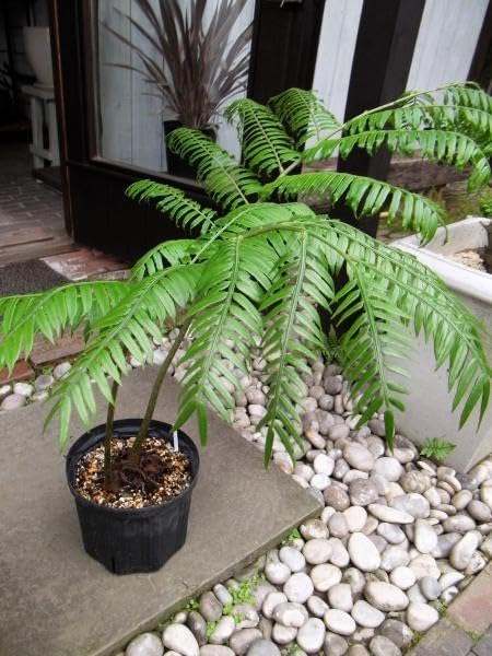 トウカゲン シャイニング クロコダイル ストラップ付き ウォレット