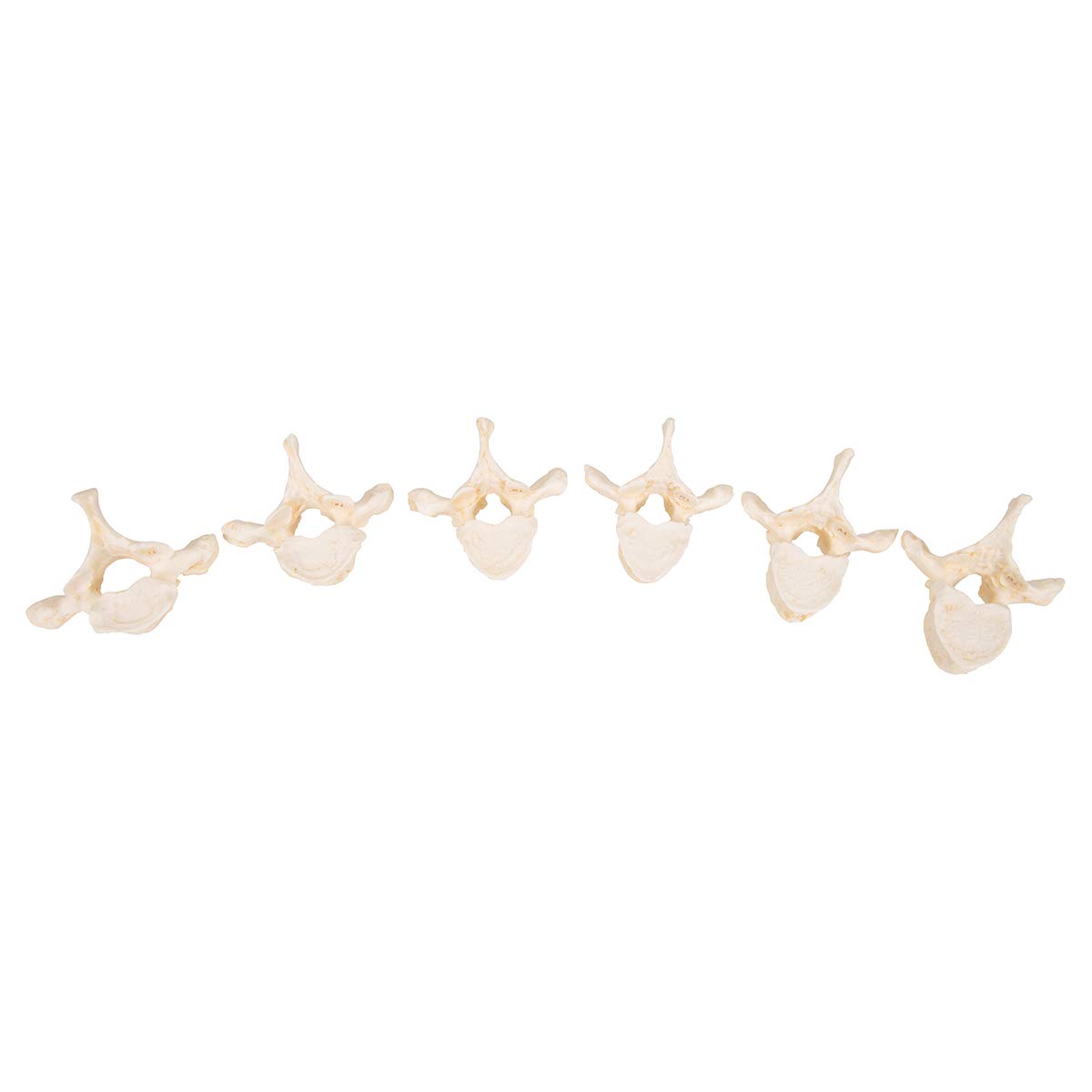 3B Scientific A793 Set con 24 Vertebre Bonelike + software gratuito di anatomia - 3B Smart Anatomy