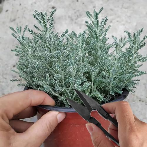 iCovalescent 5 StückeTrimmschere, Gartenschere, Beschichtete Premium Ernteschere Edelstahl, Trimmschere Bonsaiwerkzeug Bonsai Schere Schneiden Tuch Werkzeug zum Nähen Gardering