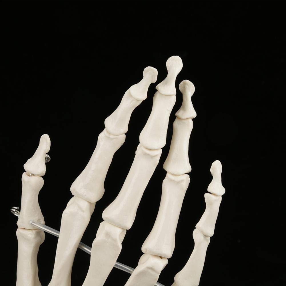 Medizinisches Handknochenmodell, Menschliche Größe Handgelenk Gelenkforschung Knochenmodell für Medizinische Ausstellungen, Künstler, Dekorationen