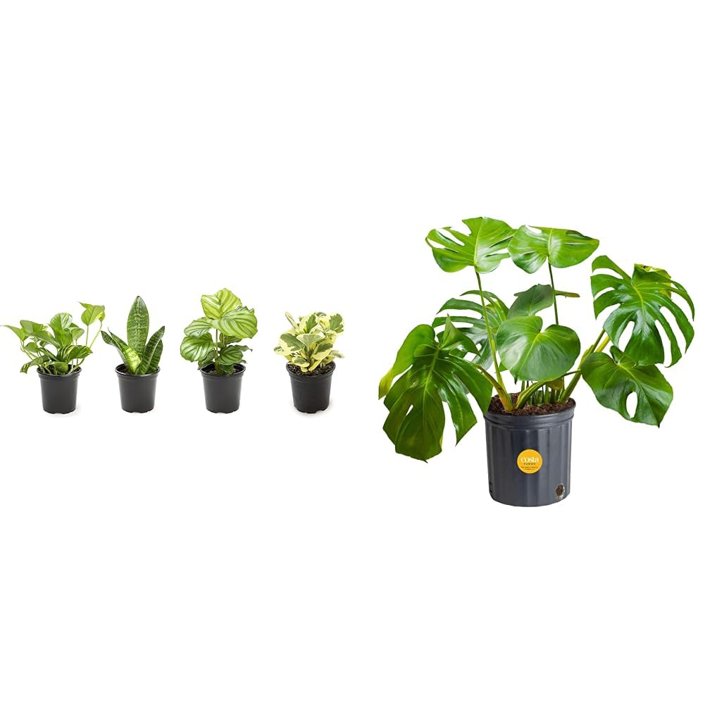Amazon.com : Essential Houseplant Collection (4PK) Live Plants