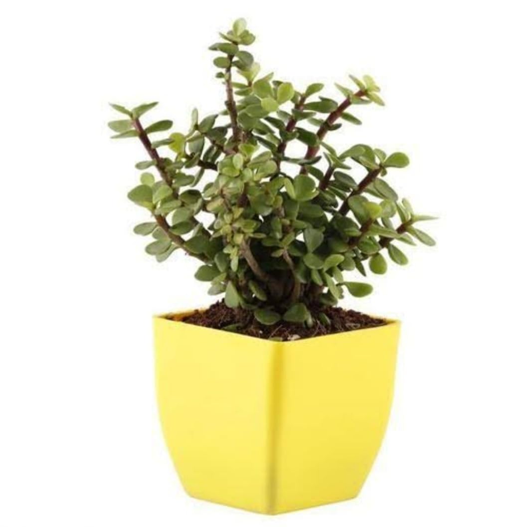 Hitanshi World Zed Plant,Jade Plant, Zed plant with Pot,Zed Live Plant, Jade live plant (B0CPVBWRBP) Amazon Price History, Amazon Price Tracker