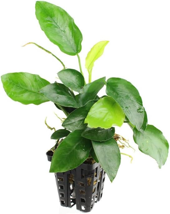 Anubias Nana