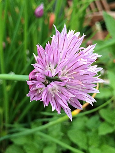 Cebollino (Allium schoenoprasum) - aprox. 1000 semillas