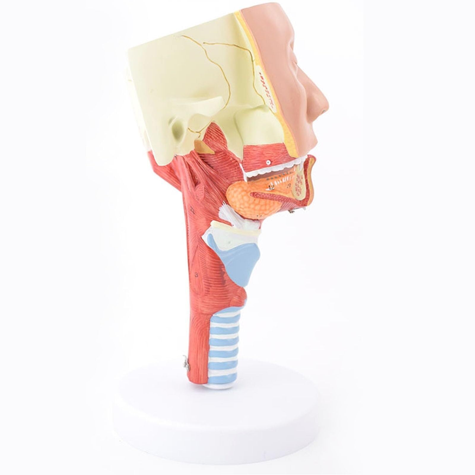 HEQIM Head Anatomy Pharyngeal Muscle Nasal Cavity Throat Mouth Nose Tongue Muscle Anatomy Model Human Body Model Medical Organ School Teaching Display Teaching Supplies