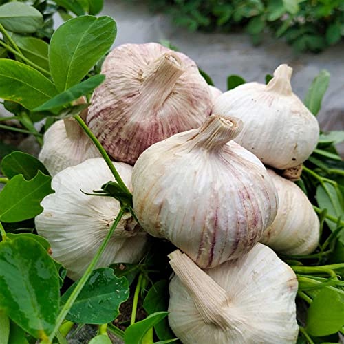 2 piezas Los tubérculos de ajo perennes de son altamente adaptables adecuados Cover