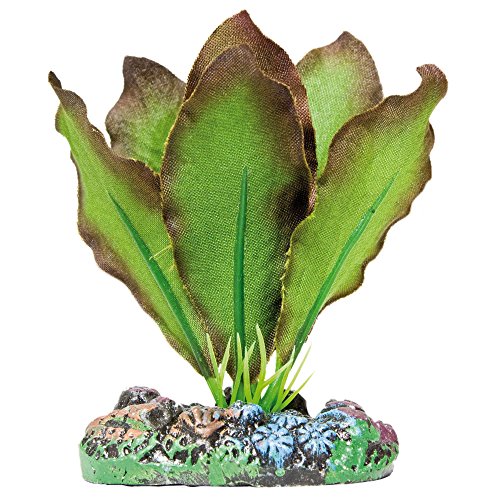 ICA Aquatic Plants AP1102 Planta de Seda Anubia Bordes bronceados para Acuario, 7 Cm