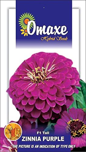 Omaxe Zinnia F1 Tall Purple - 2 Packets Each Contains 50 Seeds (B00LC0KV74) Amazon Price History, Amazon Price Tracker
