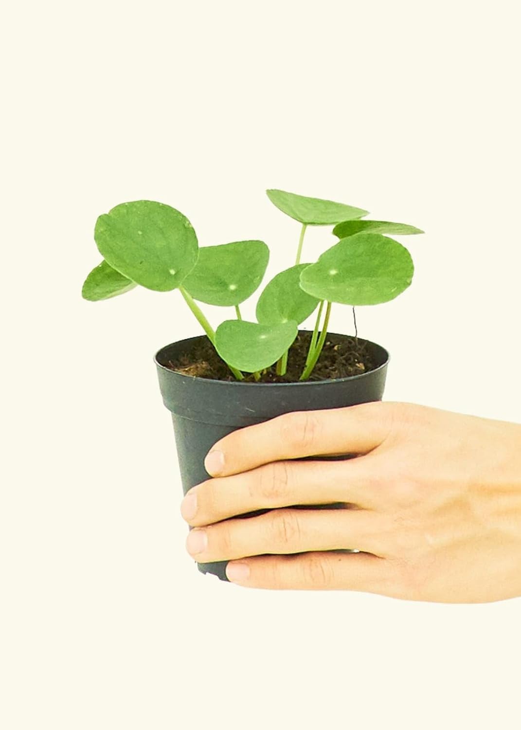 Vijuka Pilea Peperomioides Indoor Plants for Living Room Chinese Money Plant Live Easy to Grow Size 14 cm in Height Pilea Plant (B0B3XBQYY2) Amazon Price History, Amazon Price Tracker