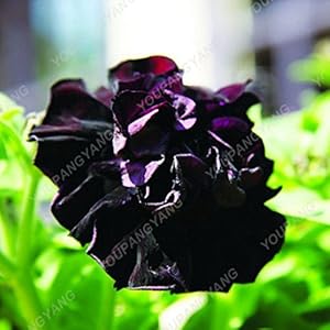 Semi 200pcs Bonsai Petunia misto petali di colore doppio Petunia semi in Bonsai Con Decorazione Professional Service Pack Per la casa Garden Light Grey