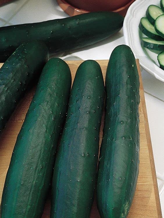 Radha Krishna Agriculture® Imported vegetable Cucumber Dark Green F1 Hybrid seeds For Your Home & kitchen Garden (Pack Of 100 Seeds) (B0B1YCRGMY) Amazon Price History, Amazon Price Tracker