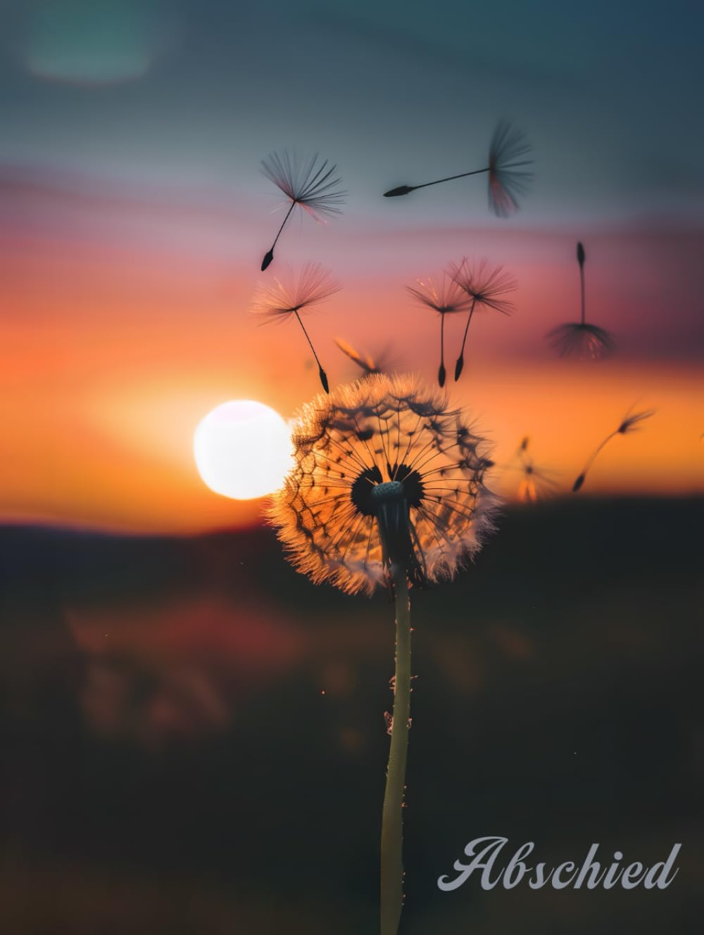Kondolenzbuch zur Trauerfeier: Abschied - Pusteblume im Wind bei Sonnenuntergang Hardcover für Gedenkbuch für Beileidsbekundungen