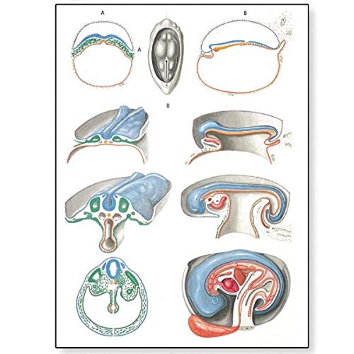 Image of 3B Scientific V2067U Embryology II Anatomical Chart, without Wooden Rods, Oversize Poster, 33.1 inch Width x 46.5 inch Height