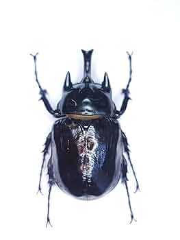 コロンビア産　ラミレスゾウカブト　90mm Amazon.co.jp: WILD ヤヌスゾウカブト コロンビア産 (ラミレス