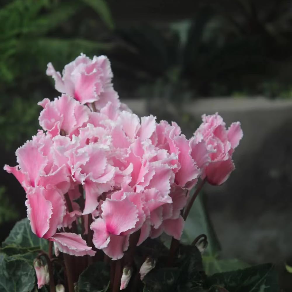 Alpenveilchen Samen - 85 Stück Winterharte Gartenblumen