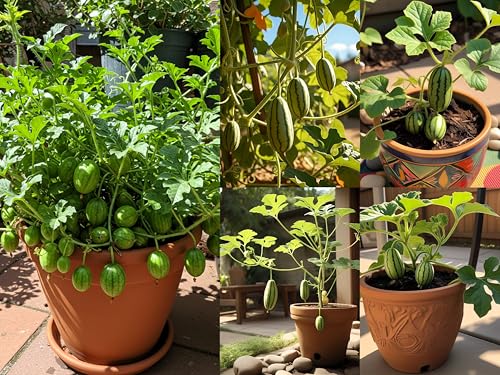 Image of BlimBurn Cucamelon Mini Watermelon Organic Seeds - 50 Seeds, Easy Grow, Unique Variety
