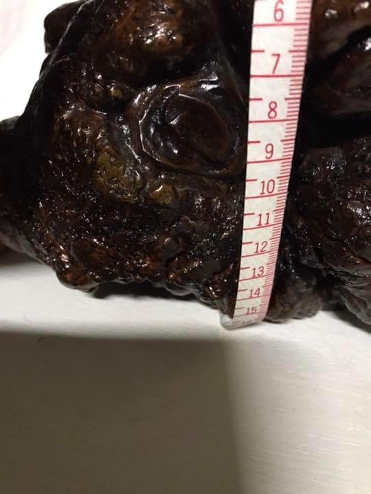 木瘤 天然木花瓶木製花器木株置物インテリア木の根瓶掛け床の