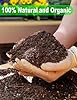 TOYPOPOR Succulent Soil, Cactus Potting Mix 1.25 Pounds/1 Quart, High Drainage, Pre-Mixed Ready to Use for All Succulent Varieties, Indoor Plants, Bonsai, Terrarium, Houseplant, 30% Particles 70% Soil #1