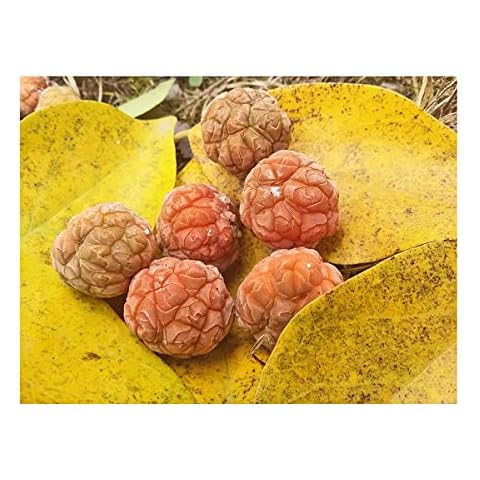 Rare Hardy Fruit Tree, Chinese Raspberry Tree, Maclura or Cudrania tricuspidata, Easy to Grow, 50-60cm Tall Starter Plant in an 8cm Pot Cover