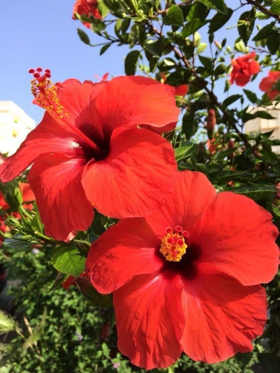 Big Planter Hibiscus Plant with Pot - Vibrant Flowering Beauty for Your Home or Garden (B0CYTCYCBF) Amazon Price History, Amazon Price Tracker