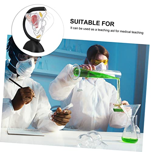 Modèle d'utérus transparent en PVC structure anatomique interne visible - 6