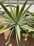 アガベ 約70cm 緑と白のストライプ