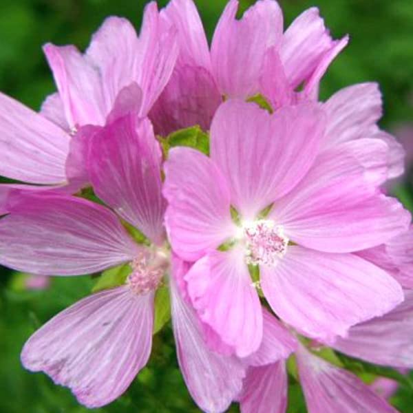 12 unità Malva Moschata 'Rosea' - Malva Muschiata 'Rosea' Vaso 9x9cm ±1 m² - Malva con Fiori Rosa e Foglie Verdi