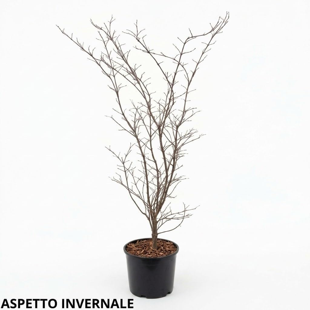 Acero rosso giapponese palmatum "Skeeter's Broom" vaso ø27 cm h 120/150 cm
