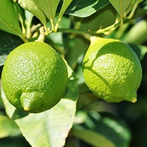 Mphmi Plants Live Healthy Fruit Nimboo Kafir Lime Lemon Grafted Kagazi Plant Citrus Hystrix