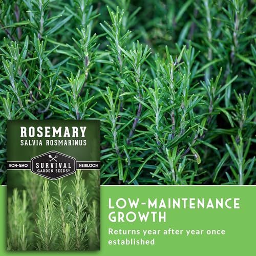 Rosemary Seeds for Planting – Heirloom Rosemary Herb (Salvia rosmarinus) for Indoor or Outdoor Gardens – Non-GMO Perennial Culinary Herb Seed Variety – Survival Garden Seeds (1 Pack) - Image 4