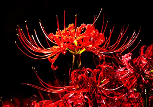 3 Heirloom Red Spider Lily (Lycoris Radiata) Bulbs Fall Blooming Perennial